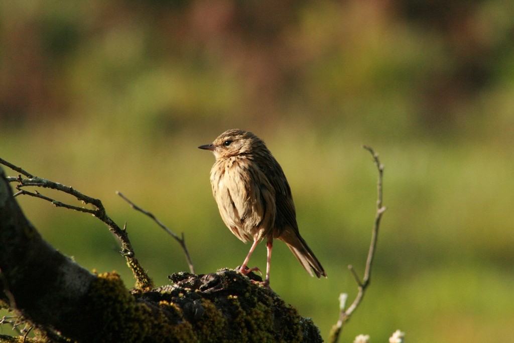 Nilgiri Pipit - ML73082911