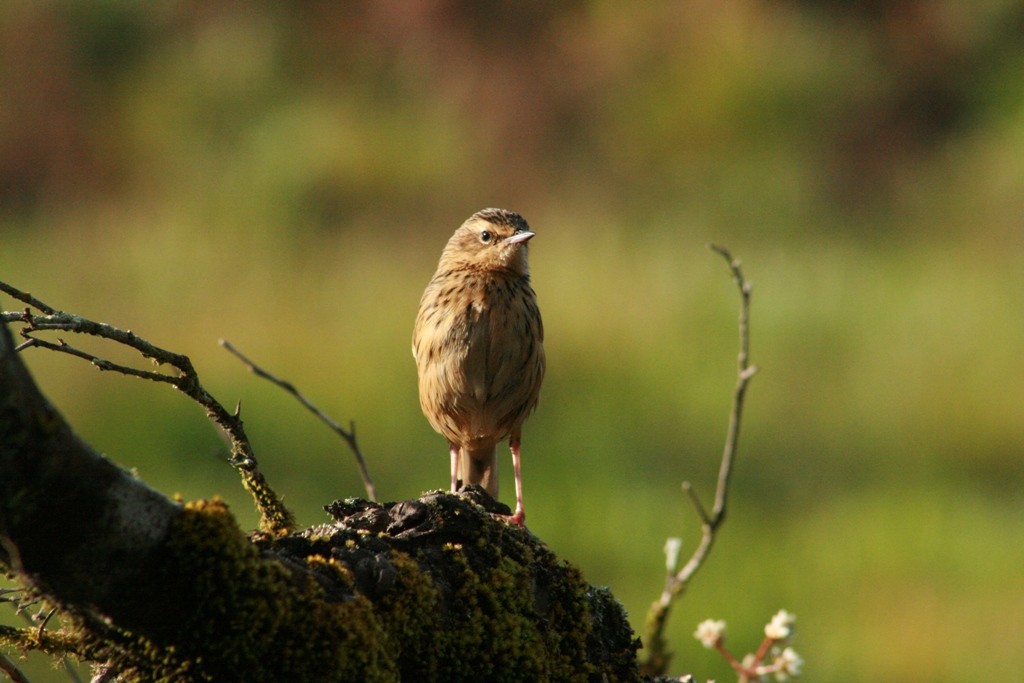 Nilgiri Pipit - ML73082921