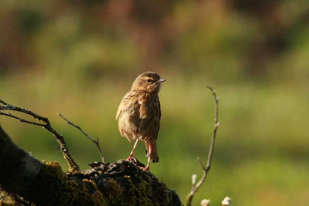 Nilgiri Pipit - ML73082931