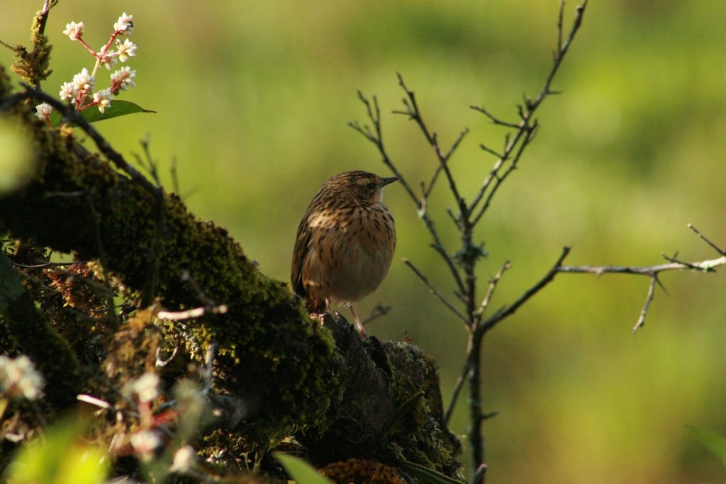 Nilgiri Pipit - ML73082941