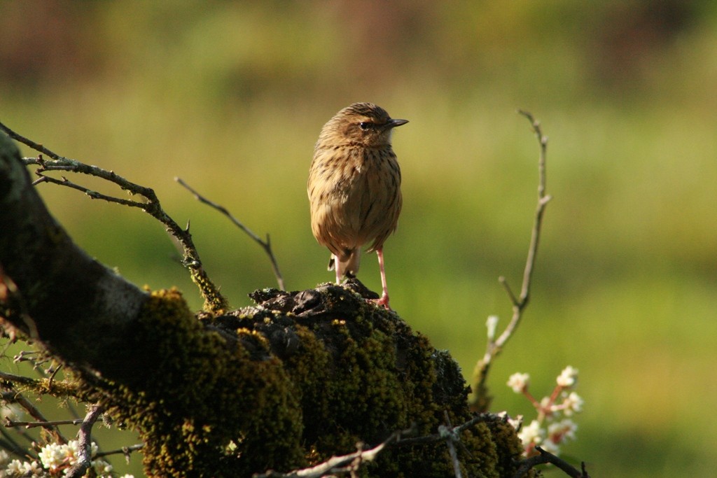 Nilgiri Pipit - ML73082951