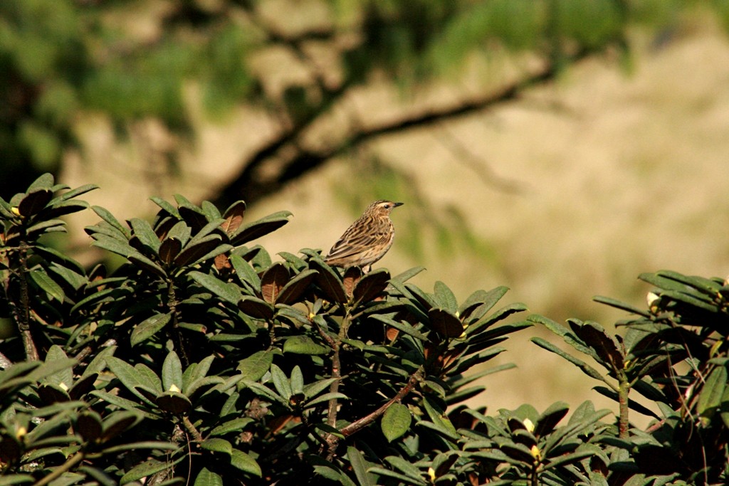 Nilgiri Pipit - ML73083001