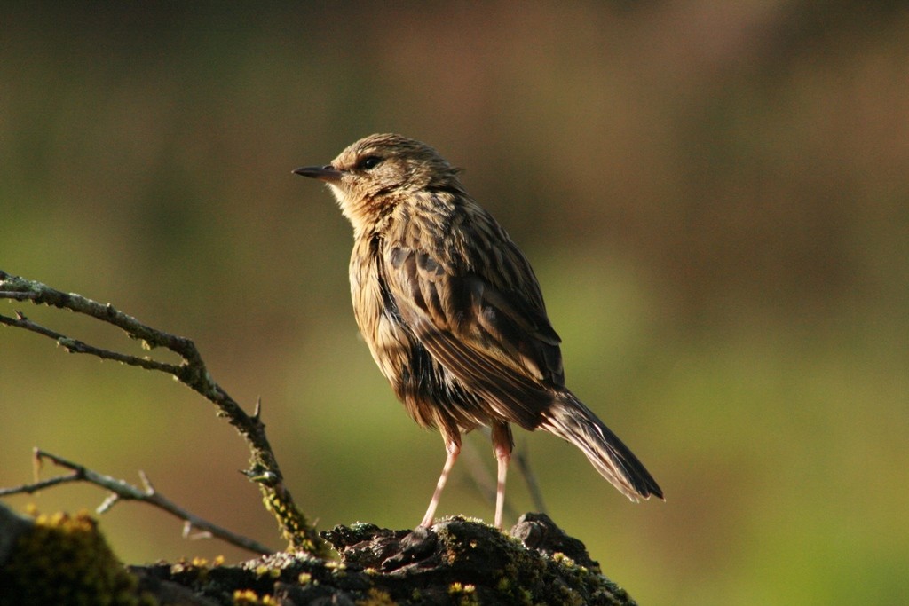 Nilgiri Pipit - ML73083011