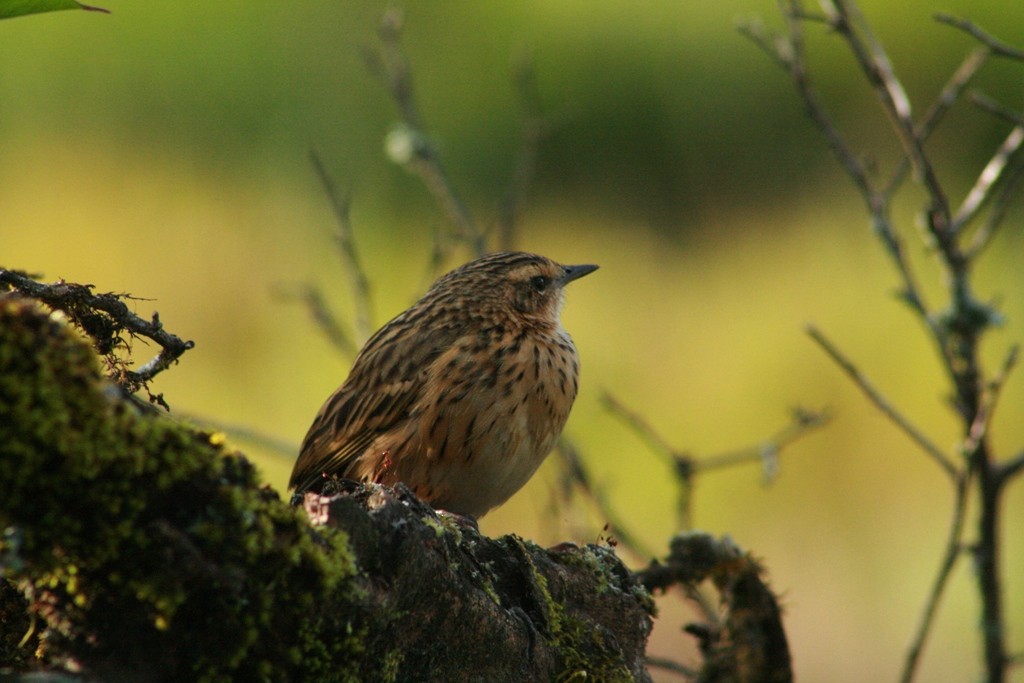 Nilgiri Pipit - ML73083041