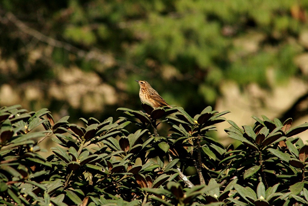 Nilgiri Pipit - ML73083051