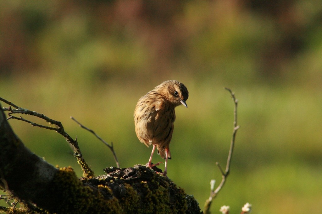 Nilgiri Pipit - ML73083061