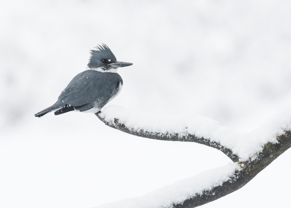 Belted Kingfisher - ML73083451