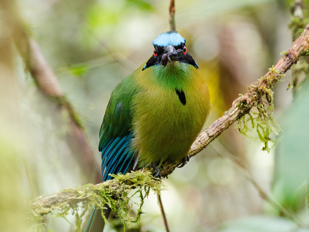 Andean Motmot - ML73084281