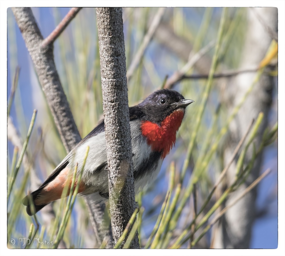 Mistletoebird - ML73084831