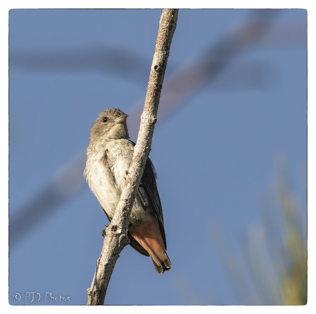 Mistletoebird - ML73084851