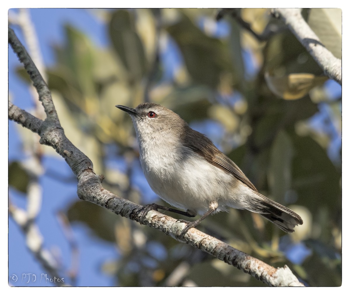 Mangrove Gerygone - ML73084861