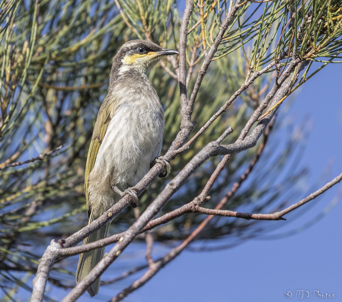 Mangrove Honeyeater - ML73084891