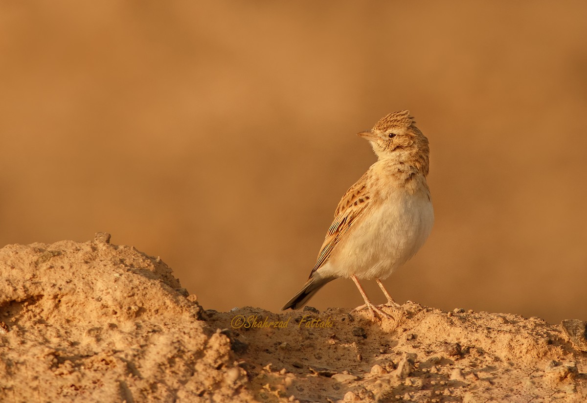 Turkestan Short-toed Lark - ML73085691