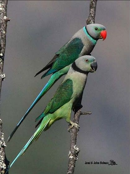 Malabar Parakeet - ML730859