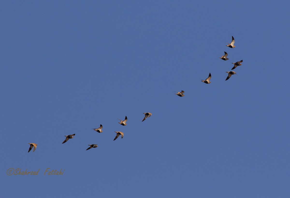 Black-bellied Sandgrouse - ML73085981