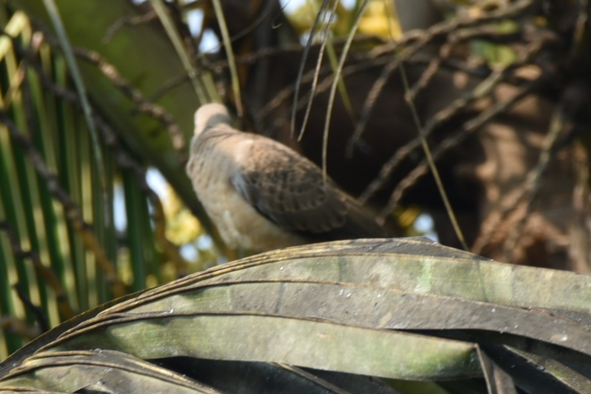 Spotted Dove - Sajeev Krishnan