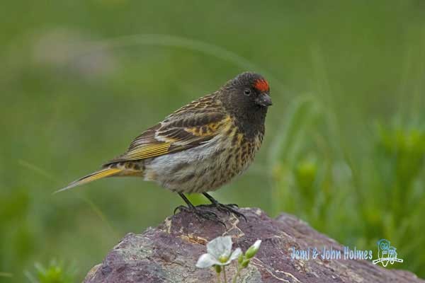 Fire-fronted Serin - ML730915