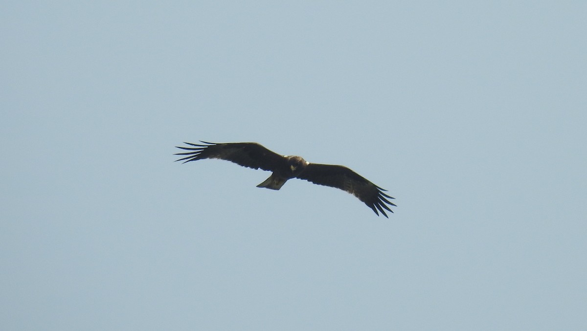 Бахим бүргэд - ML73091671