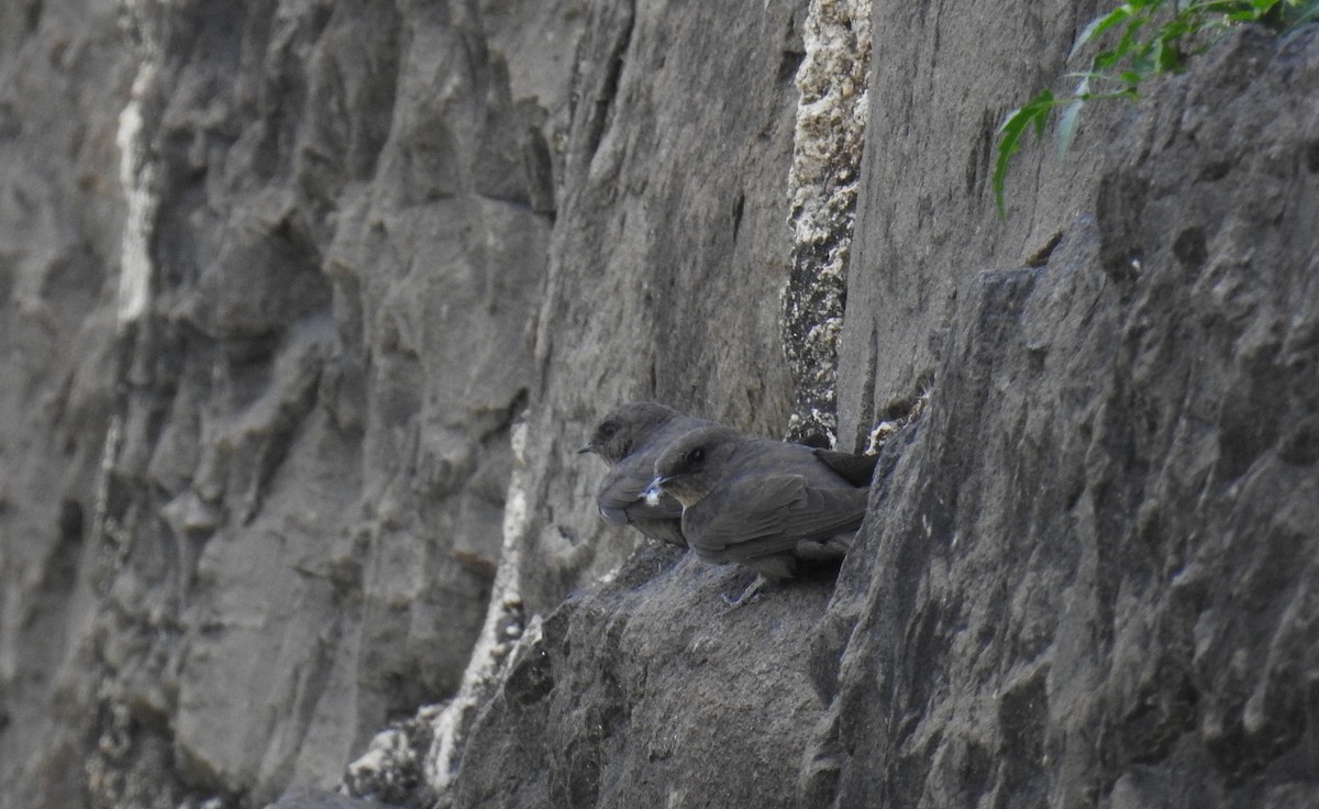 Dusky Crag-Martin - ML73091741
