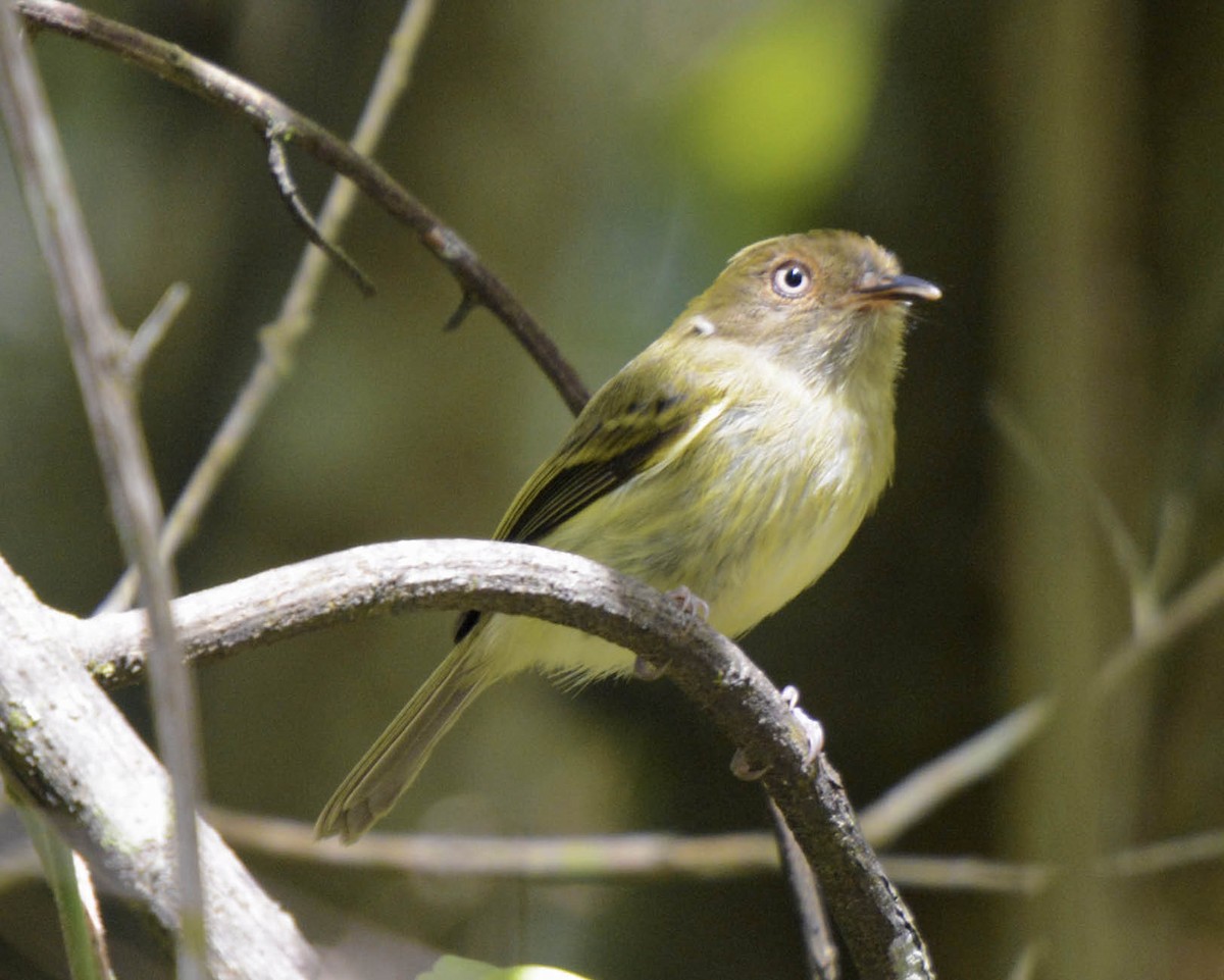 Yungas Tody-Tyrant - ML73092881