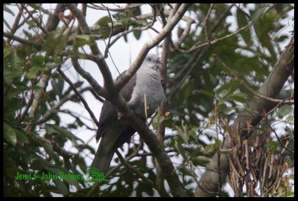 Mountain Imperial-Pigeon - ML730933