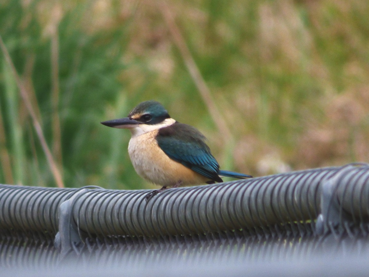 Sacred Kingfisher - ML73093651