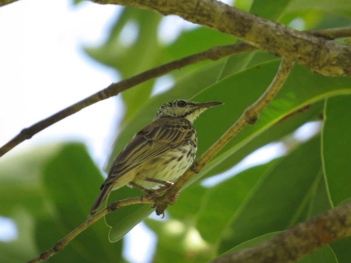 Bar-breasted Honeyeater - ML73093711