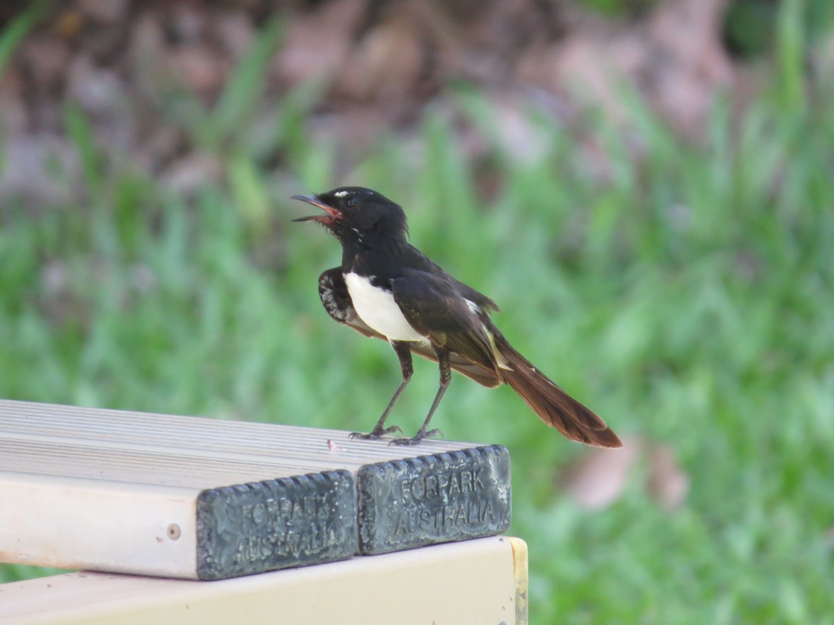 Willie-wagtail - ML73093731