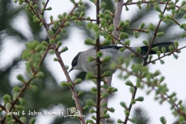 Sibia Cabecinegra (desgodinsi/tonkinensis) - ML730938