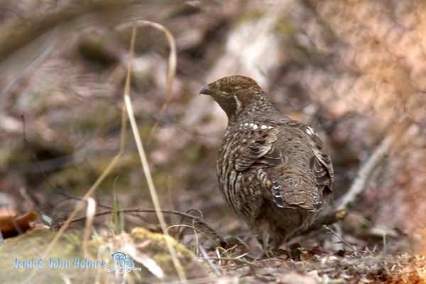 Severtzov's Grouse - John and Jemi Holmes