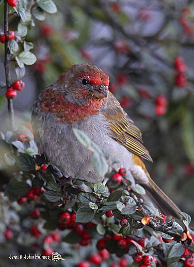 Crimson-browed Finch - ML730946