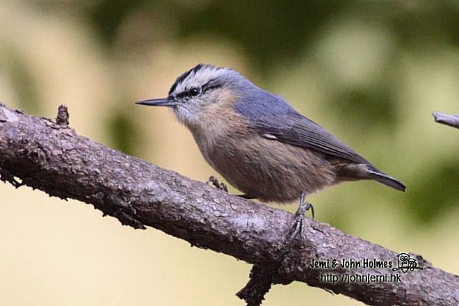 Snowy-browed Nuthatch - ML730948