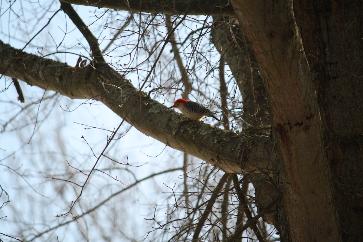 Red-bellied Woodpecker - ML73094831