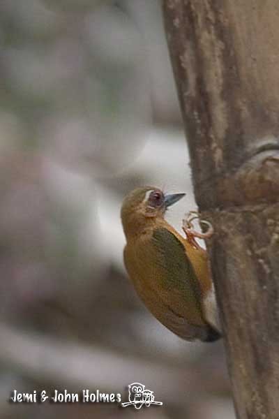 White-browed Piculet - ML730968