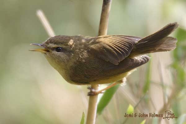 Aberrant Bush Warbler (Aberrant) - ML730971