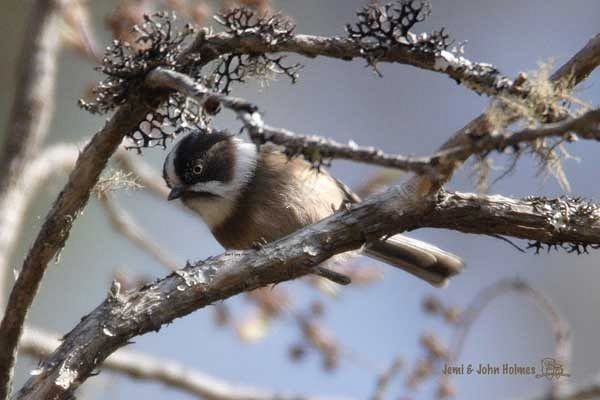 Black-browed Tit (Burmese) - ML730972