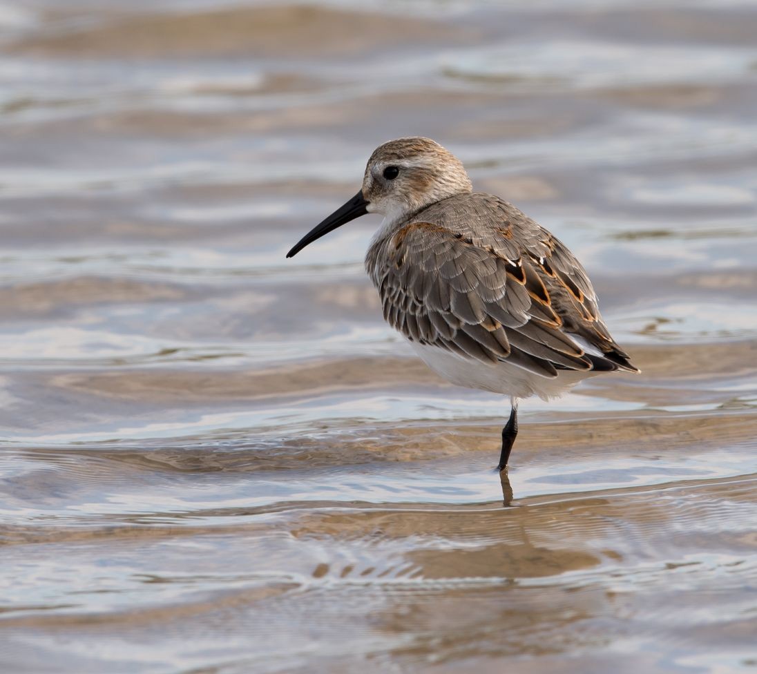 Dunlin - ML73097241