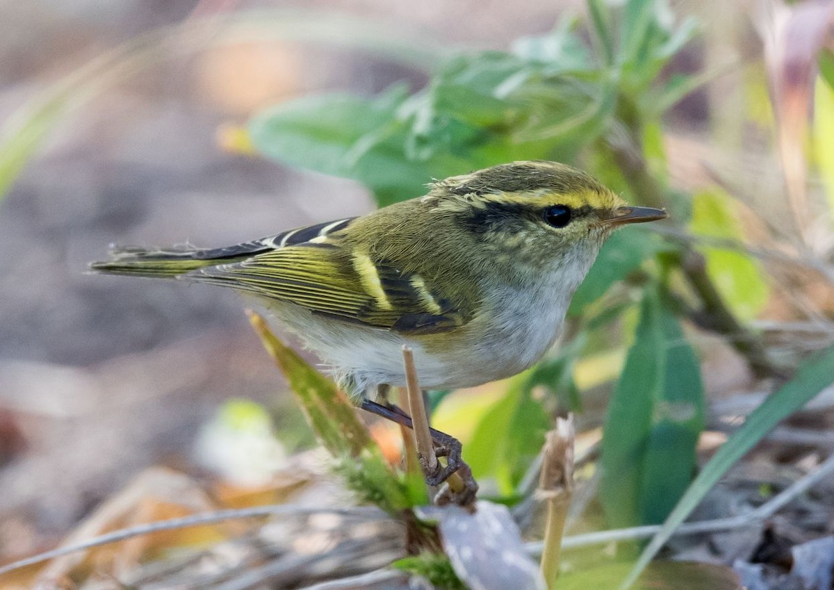 Pallas's Leaf Warbler - ML73097281