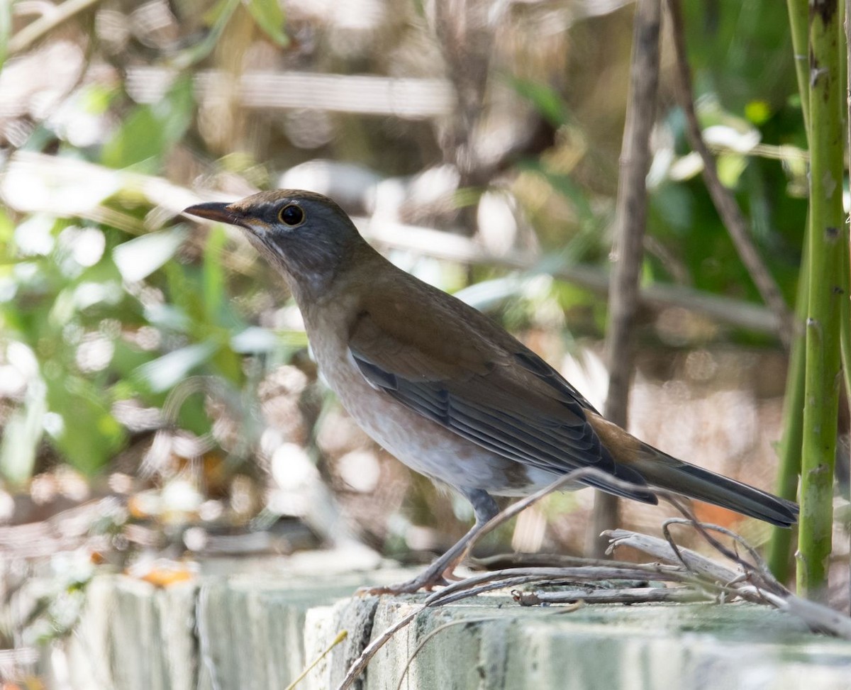 Pale Thrush - Kai Pflug