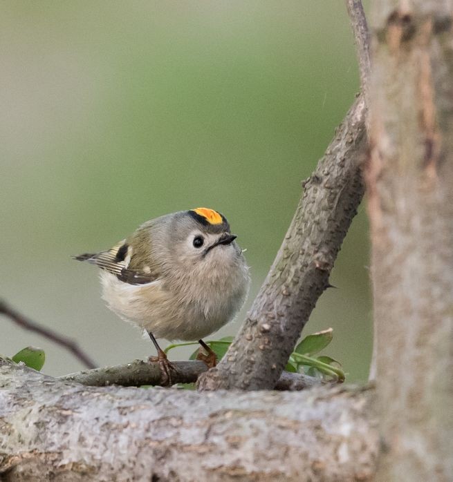 Goldcrest - ML73097401