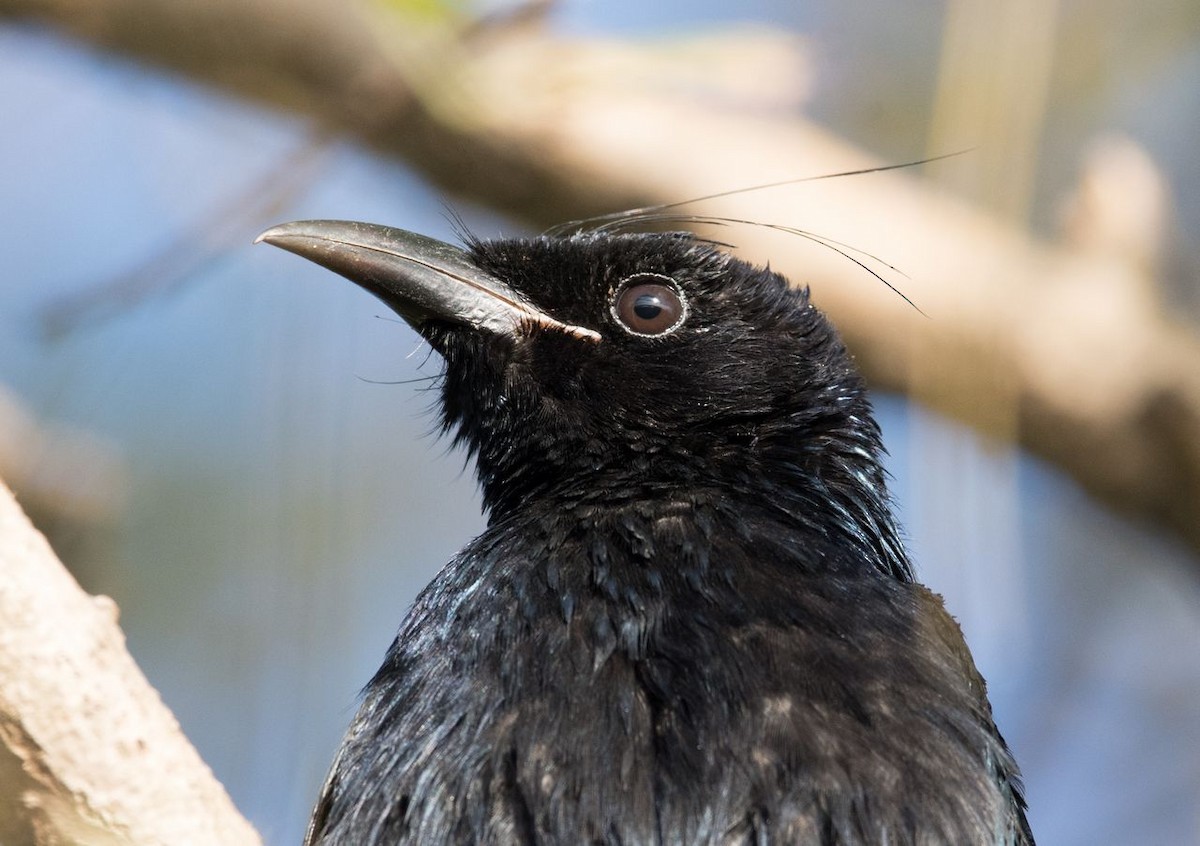 Hair-crested Drongo - ML73097581