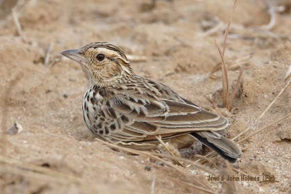 Burmese Bushlark - ML730979