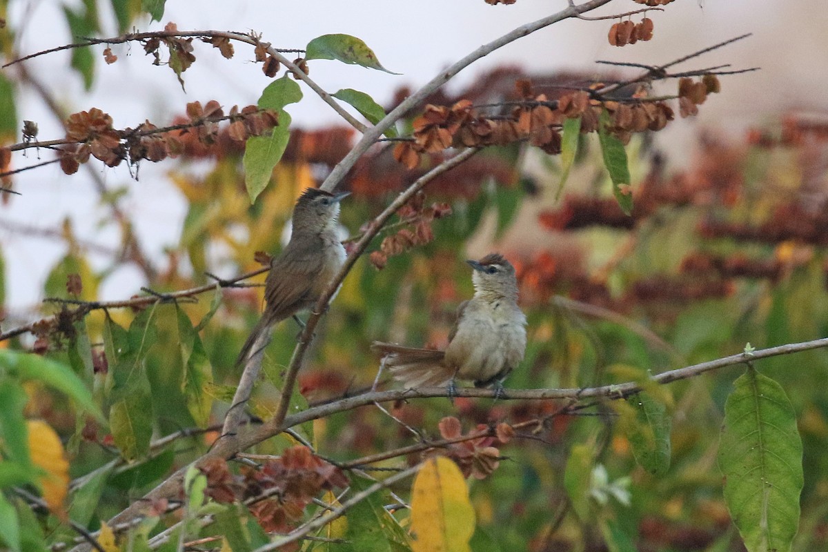 Rufous-fronted Thornbird - ML73098001