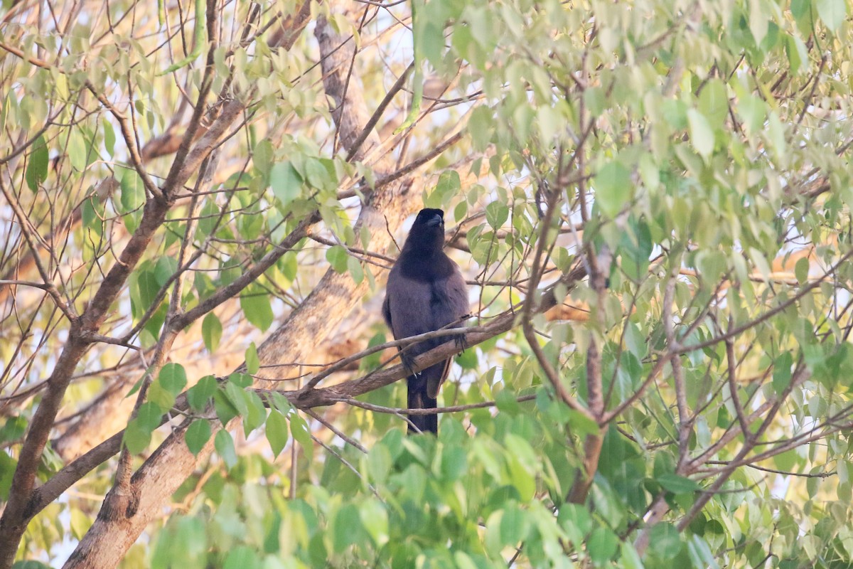 Purplish Jay - ML73098171