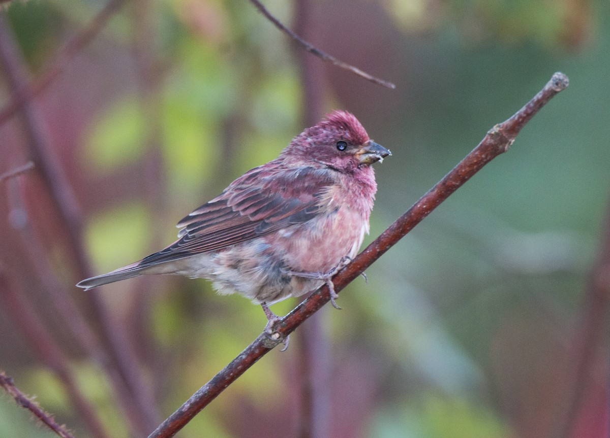 Purple Finch - ML73098381