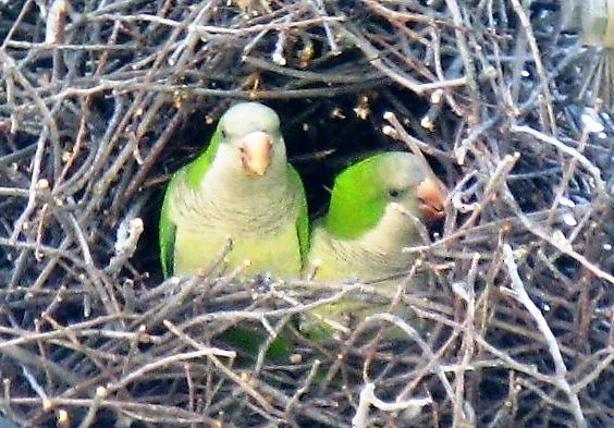 Monk Parakeet - ML73098471