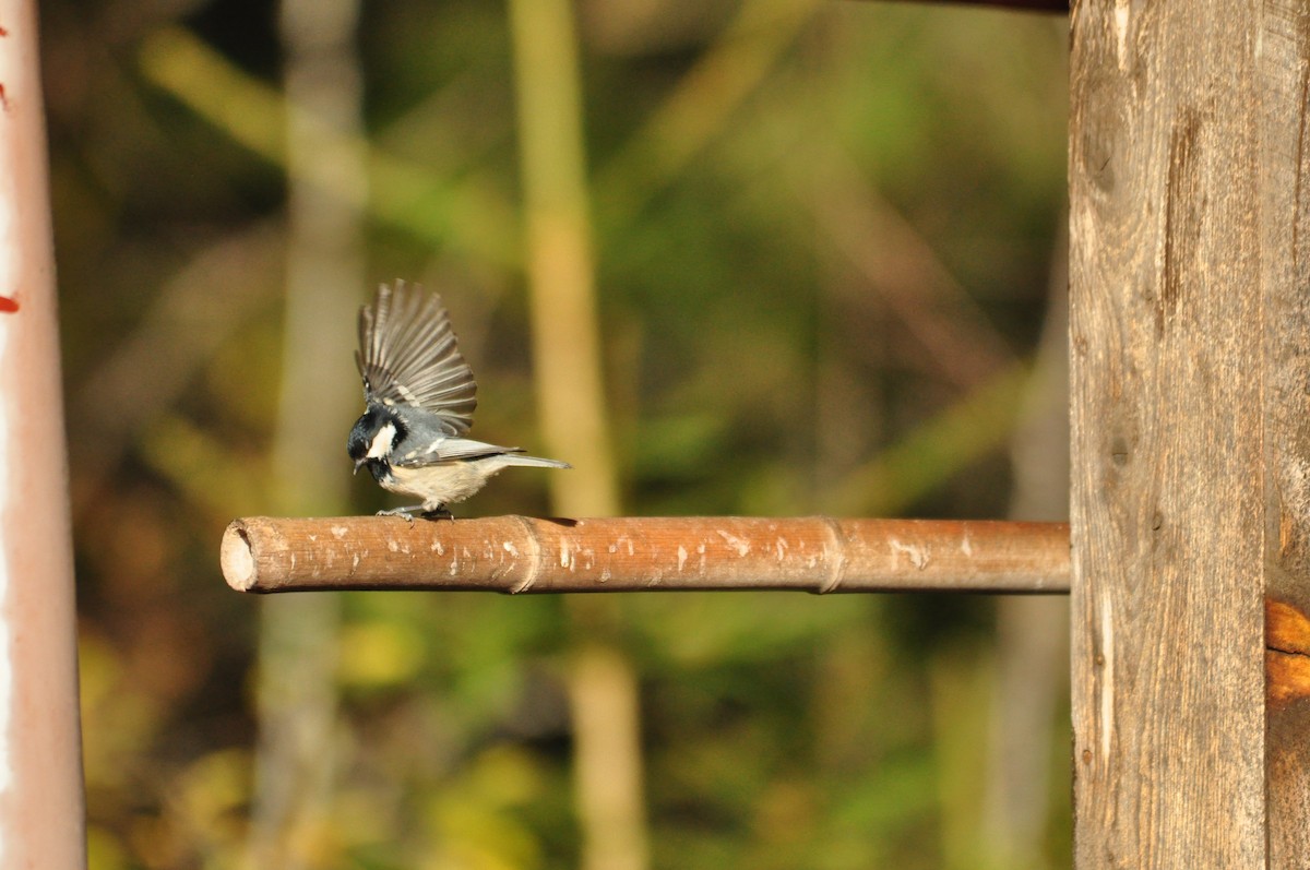 Coal Tit - ML73098721