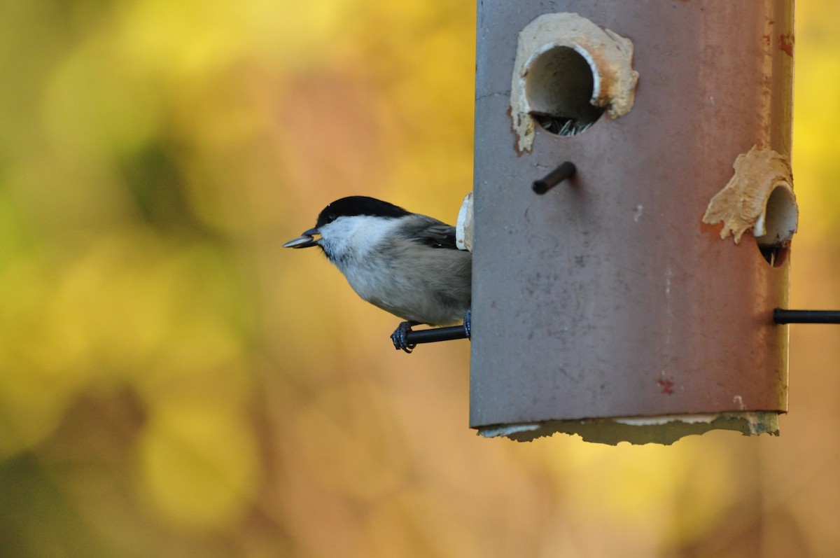 Willow Tit - ML73098751