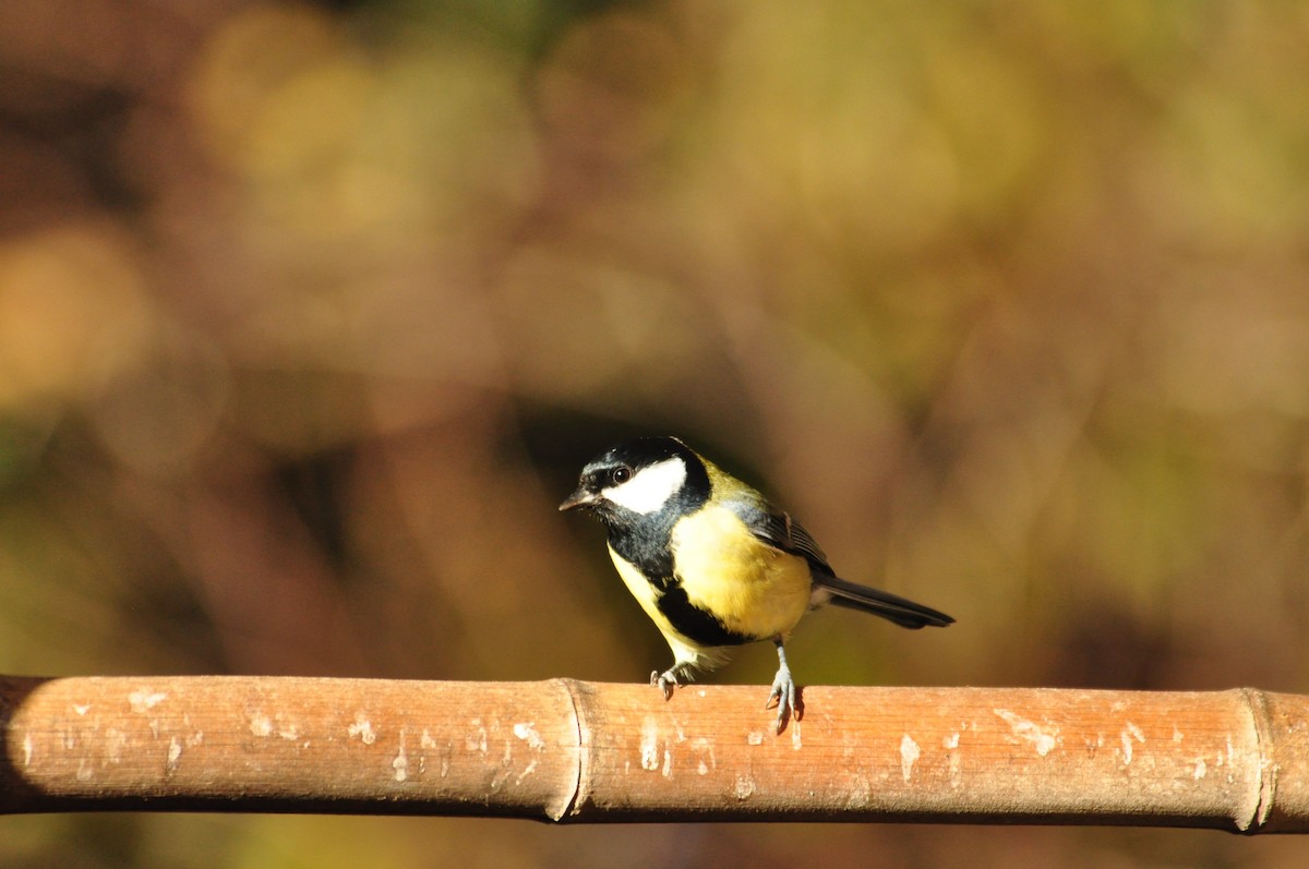 Mésange charbonnière - ML73098931