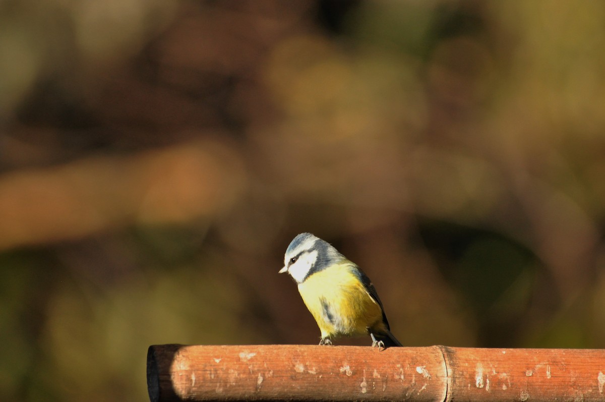 Eurasian Blue Tit - ML73099041